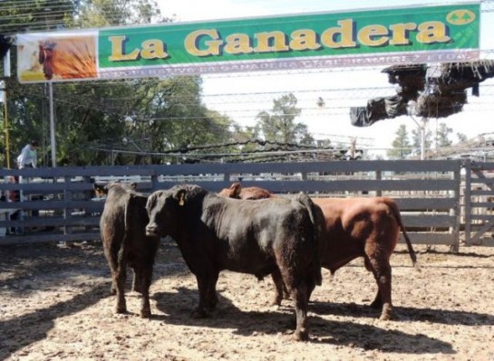 Se viene el 19° Remate Anual de Reproductores de La Ganadera