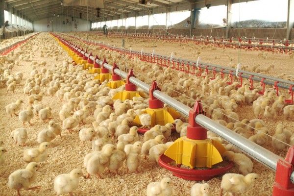 El productor integrado de pollos se encuentra en “una situación extrema”
