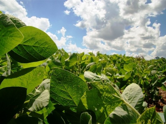 Bayer anunció la suspensión de su negocio de semillas y biotecnología de soja en Argentina