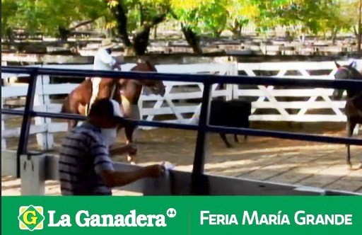 El remate de La Ganadera en María Grande pasó para este miércoles 11