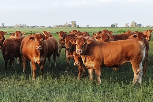 Limousin realiza un remate televisado, con 200 ejemplares de seis cabañas