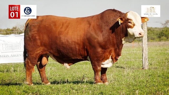 Toros y vientres salen a la venta en el Remate Especial de Reproductores de Salentein