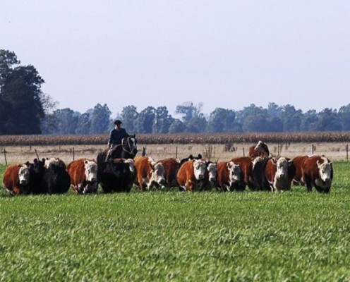 Sustentabilidad: el Ipcva apoya la postura de la Argentina