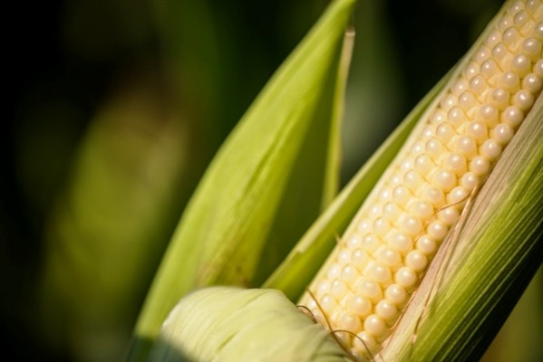 ¿Cómo potenciar el fertilizante nitrogenado?