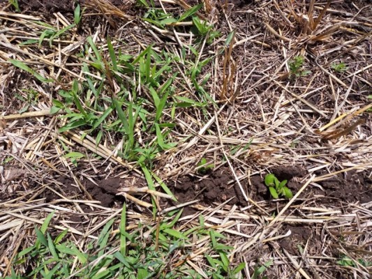 Pasto cuaresma, resistente a glifosato