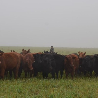 Toros y vientres de gran calidad se subastarán en el remate aniversario de Coembotá