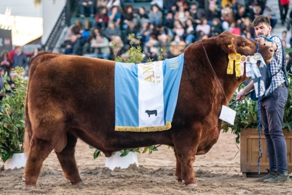 El toro colorado Mateo fue elegido Gran Campeón Angus de Palermo