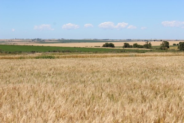 La seca reduce los rendimientos del trigo en Entre Ríos y la producción será menor