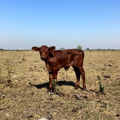 Pequeños y medianos ganaderos, al borde de la desaparición