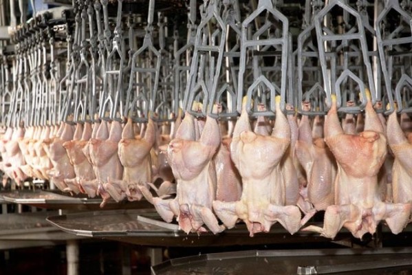 Arabia Saudita habilitó el ingreso de productos aviares procedentes de Argentina