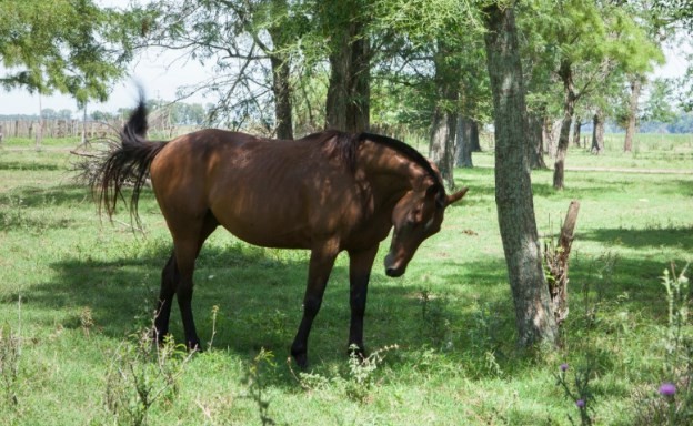 Tecnovax anunció el inicio de la producción de vacunas contra encefalomielitis equina