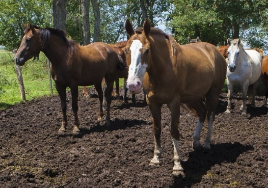 Primeros casos de encefalomielitis equina en Entre Ríos