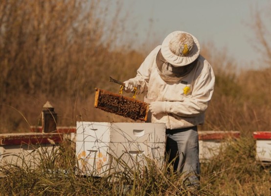 Acciones para fortalecer la producción de miel y derivados en Entre Ríos