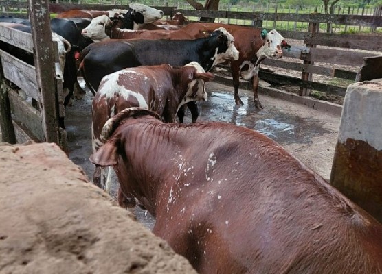 Desde la Fucofa prometen no aflojar en la lucha contra la garrapata