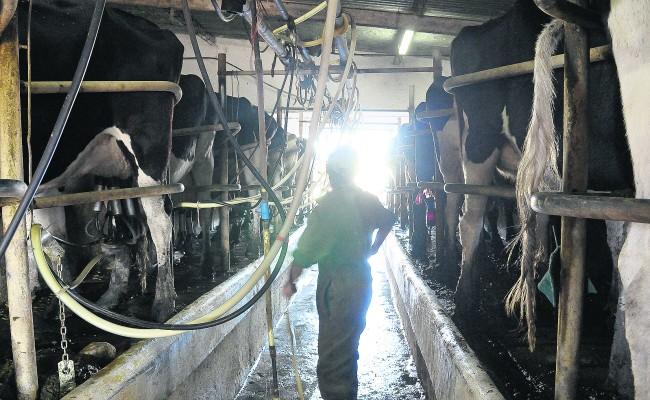 Presentaron al Gobierno entrerriano un plan de comercialización lechera con foco en el productor