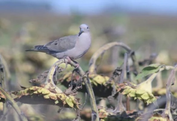 Girasol: las palomas ocasionaron pérdidas del 30 % en Entre Ríos