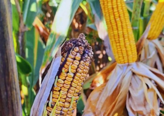 Qué hacer con el maíz afectado por la chicharrita y cómo aprovecharlo