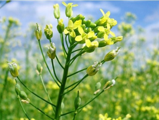 Colaboración estratégica para promover el cultivo de camelina en Argentina