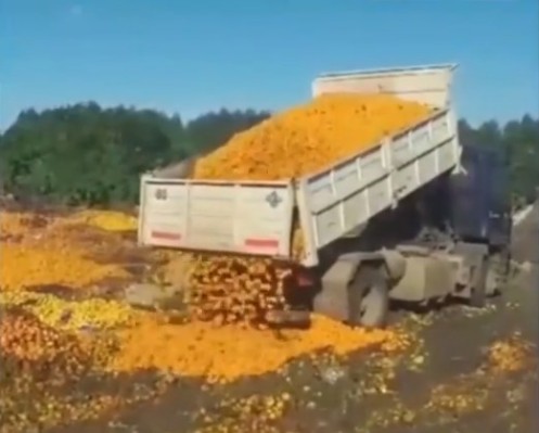 Citricultores tiran mandarinas porque se desplomó el mercado interno