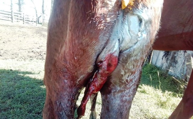 Tiene media sanción el proyecto de ley que declara plagas a especies exóticas de animales