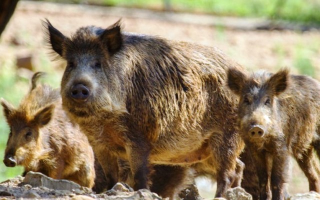 Es ley el proyecto que declara plagas al jabalí, el chancho asilvestrado y el ciervo axis
