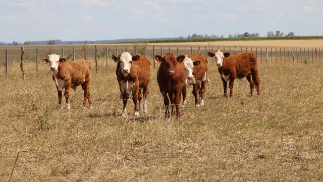 Implementan una refinanciación de créditos para el sector agropecuario