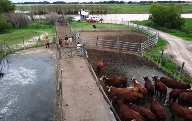 Un impuesto disfrazado de tasa acorrala a los productores de las islas