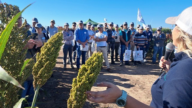 Las múltiples posibilidades del sorgo y su enorme potencial comercial