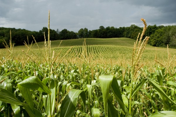 Se desmoronó el área maicera en Entre Ríos