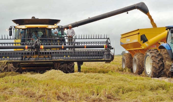 Los arroceros entrerrianos que trabajan en campo arrendado perderán plata