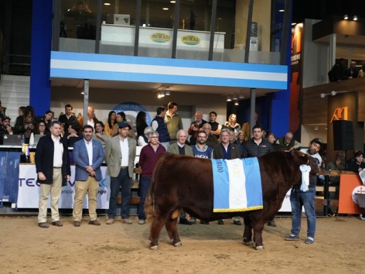 El Supremo Gran Campeón Angus fue para Quequén Sur y la Suprema Gran Campeona para La Alianza