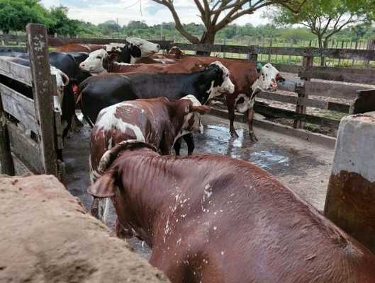 Limpiar un campo de garrapata es más barato que padecerla