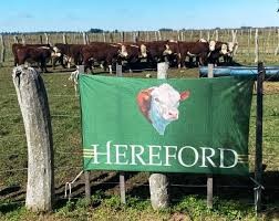 Un miércoles a puro Hereford en el INTA uruguayense