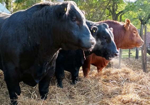 Se realiza el décimo primer remate de la cabaña Coembotá, de Calderón