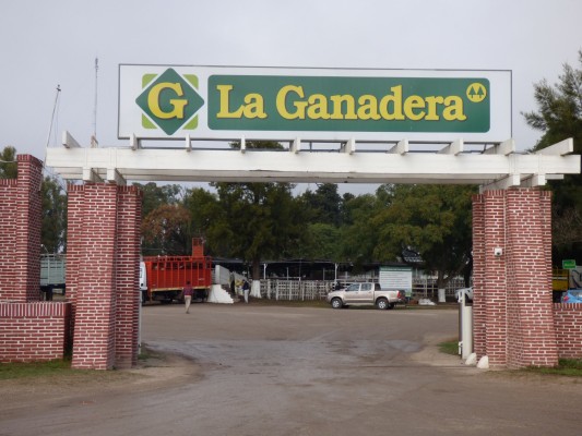 Se realiza en Ramírez el 23er. Remate Anual de Reproductores de La Ganadera