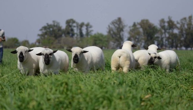 Dieron detalles de la línea de asistencia para productores de ovinos y caprinos