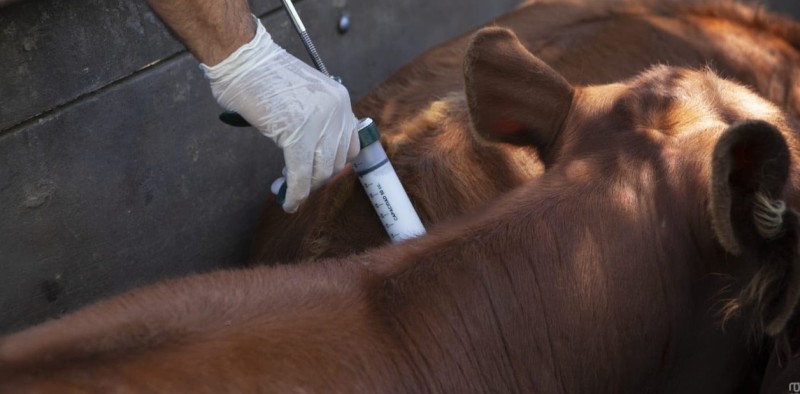 Aftosa: productores entrerrianos, conformes con el anuncio de Caputo