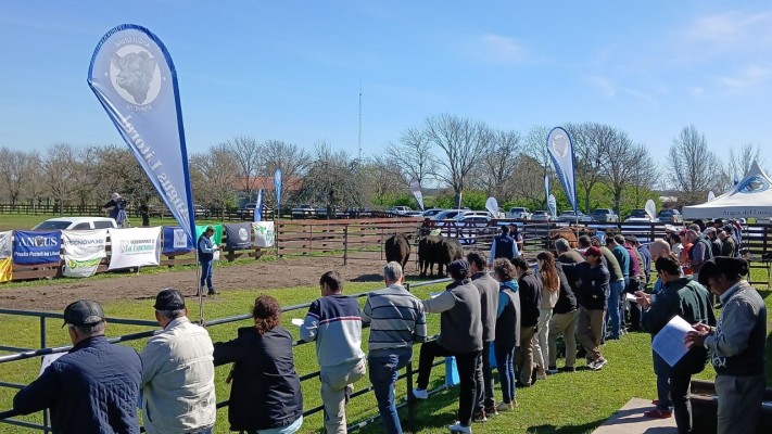 Angus Litoral cerró la tercera jura fenotípica de la Prueba Pastoril