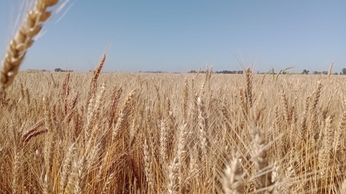 El trigo entrerriano 2025, entre las buenas perspectivas productivas y la fragilidad de los precios