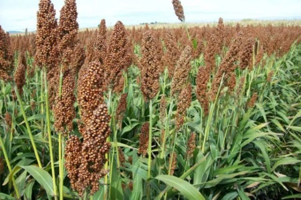 En Entre Ríos el sorgo perdería 54.000 hectáreas y el arroz 8.850