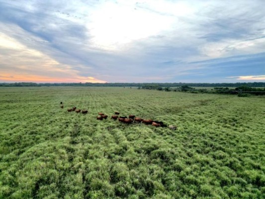 Pasturas 4.0: más diversidad y mejor genética para impulsar la recría
