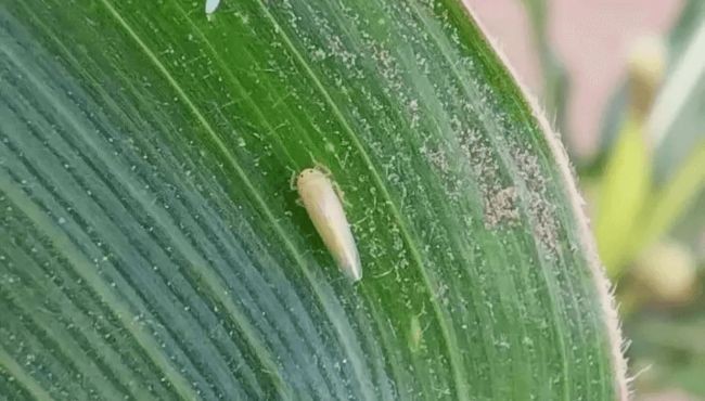 La ausencia de chicharrita sigue predominando en todas las regiones maiceras