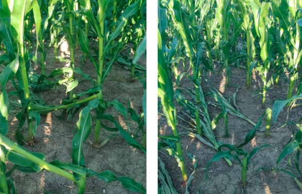 El maíz entrerriano presenta un desarrollo óptimo