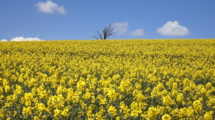 La producción de brasicáceas en Entre Ríos treparía a casi 50.000 toneladas