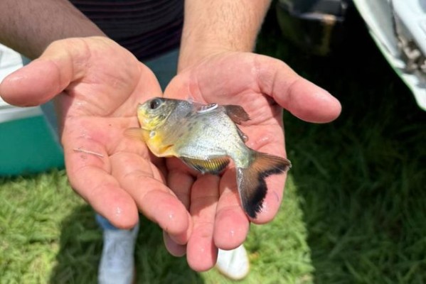 Liberaron ejemplares de pacú para el refuerzo de especies nativas en el Paraná Medio