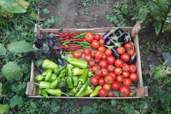 Impulsan sistemas productivos ecológicos desde las comunas