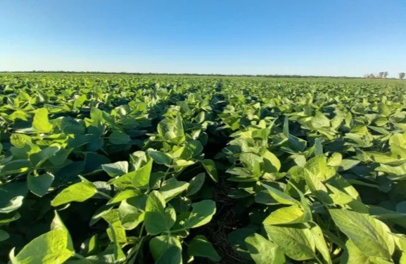 La soja de segunda gana hectáreas en Entre Ríos