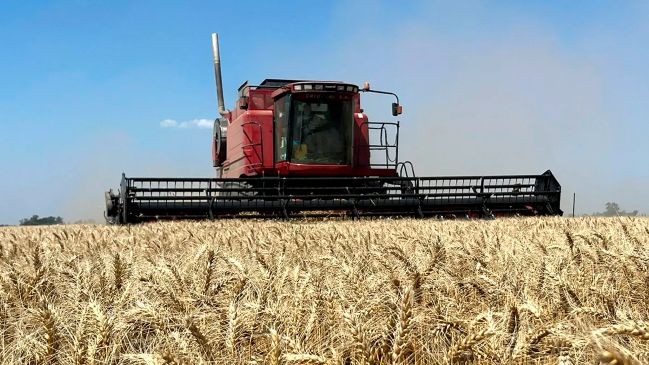 Tres récords y una contra del trigo entrerriano 2025