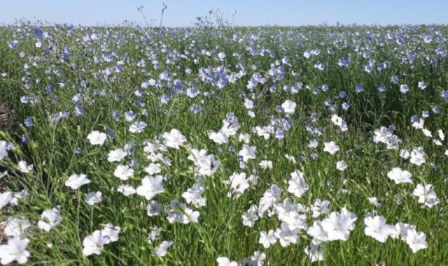 El lino recuperó hectáreas en Entre Ríos