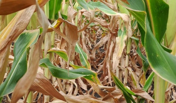 La sequía pega fuerte en el sur entrerriano